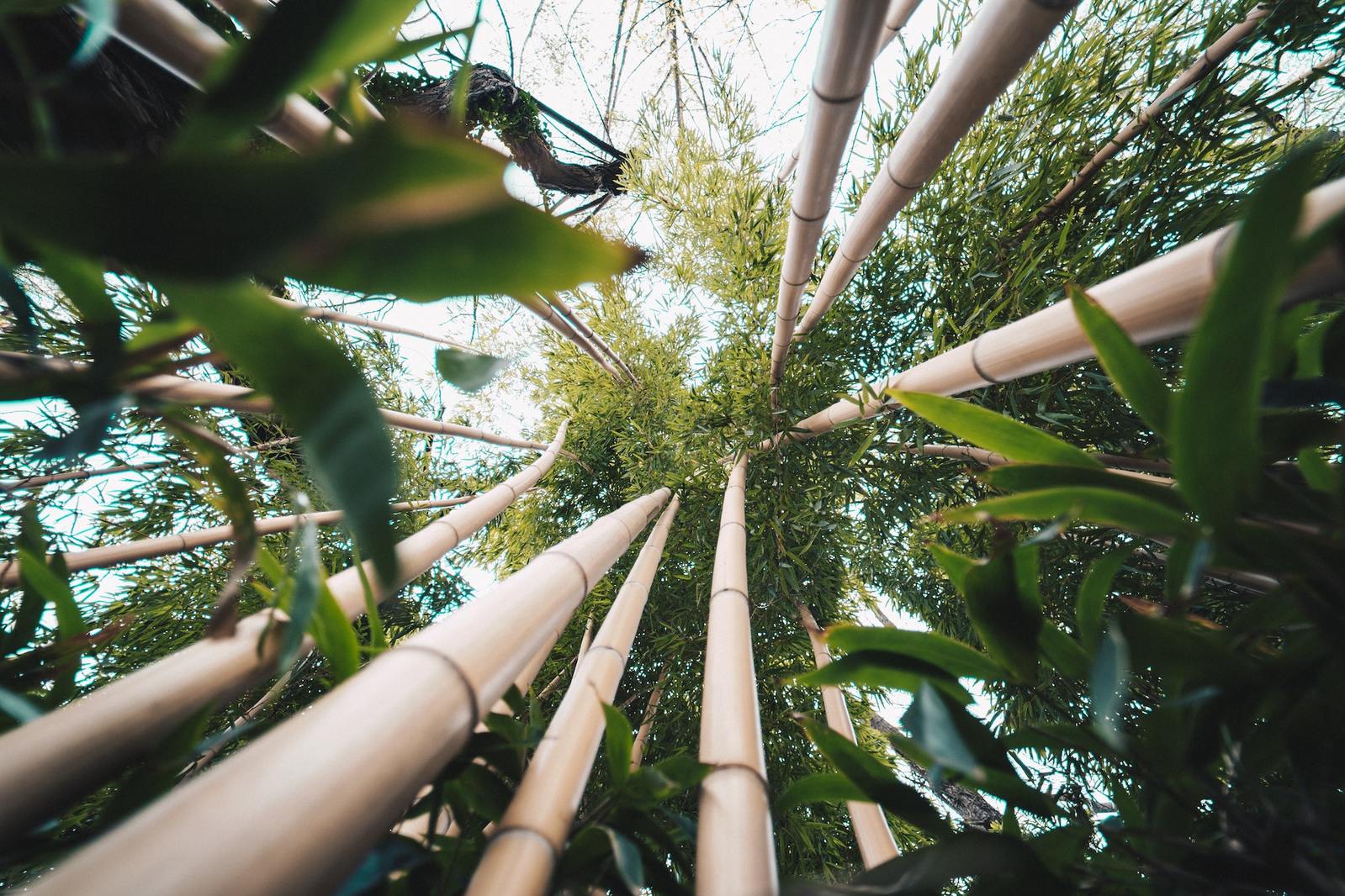 bamboo