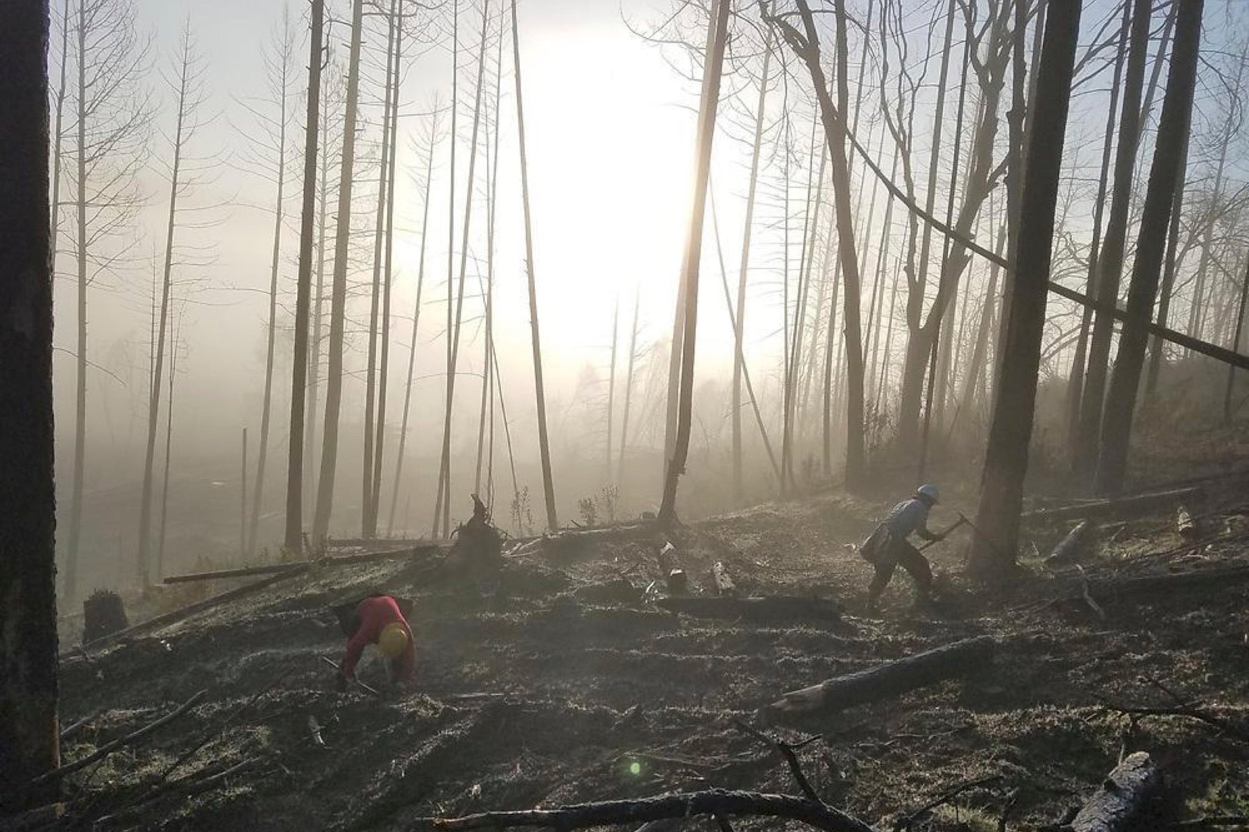fire ecology after forest fires